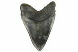 Fossil Megalodon Tooth - South Carolina #129120-2